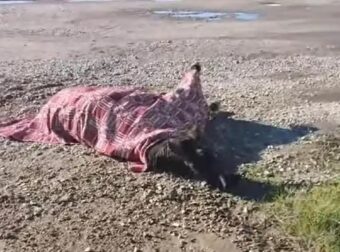 Αγρίνιο: Αβοήθητο από χθες άλογο που τραυματίστηκε μετά από τροχαίο