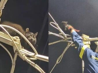 Πυροσβέστες έσωσαν γατάκι που είχε σκαρφαλώσει σε κολώνα του ΟΤΕ