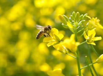 Τσίμπημα μέλισσας ήταν η αιτία θανάτου για 50χρονο στον Δομοκό: Μια σειρά από ατυχή γεγονότα και ο θάνατος στα χέρια φίλου του