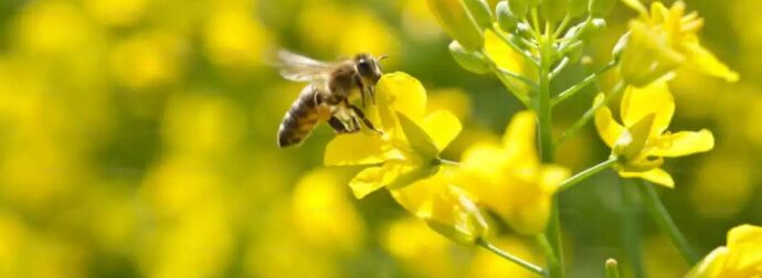 Τσίμπημα μέλισσας ήταν η αιτία θανάτου για 50χρονο στον Δομοκό: Μια σειρά από ατυχή γεγονότα και ο θάνατος στα χέρια φίλου του