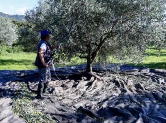 «Βόμβα» για όσους έχουν ελιές στην Ελλάδα, ακόμη και αν δεν τις μαζεύουν ή δεν βγάζουν λάδι – Πρέπει να τις δηλώσουν