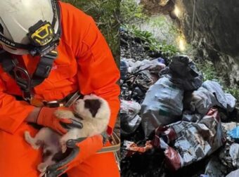 Κτηνωδία στο Πήλιο: Πέταξαν κουτάβια σε γκρεμό 20 μέτρων