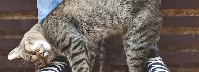 Η γάτα μου τρίβεται και ξύνεται πάνω μου – Τι σημαίνει αυτό