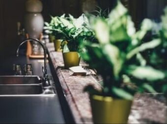 Κάκτος: Το φυτό που έχουμε όλοι στο σπίτι μας αλλά τελικά είναι γρουσούζικο