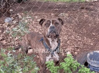 Αυτός είναι ο σκύλος που κατασπάραξε τον 2χρονο σήμερα στη Ζάκυνθο – Μαθεύτηκε όλη η αλήθεια – Ξέσπασε ο πατέρας