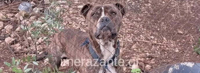 Ζάκυνθος: Συγκλονίζει ο πατέρας του 2χρονου που έχασε τη ζωή του «Μου χαμογέλασε και…»