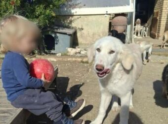 ΣΟΚ: ΜΟΛΙΣ ΜΑΘΕΥΤΗΚΕ ΓΙΑ ΤΟΝ 2ΧΡΟΝΟ ΛΙΟ ΠΟΥ ΤΟ ΚΑΤΑΣΠΑΡΑΞΕ ΤΟ ΠΙΤΜΠΟΥΛ ΣΤΗ ΖΑΚΥΝΘΟ – ΣΤΟ ΣΠΙΤΙ ΠΟΥ ΖΟΥΣΕ ΜΕ ΤΗΝ ΟΙΚΟΓΕΝΕΙΑ ΤΟΥ ΒΡΗΚΑΝ…