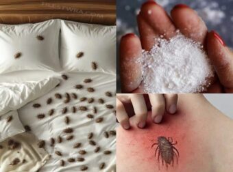 Πώς να αφαιρέσετε τα ακάρεα της σκόνης  και τους κοριούς από το στρώμα σας με φυσικό τρόπο