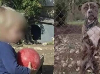 Θρήνος για τον μικρό άγγελο της Ζακύνθου – Αυτός είναι ο λόγος που το πίτμπουλ τον κατασπάραξε και τον σκότωσε