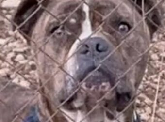 ΜΟΛΙΣ ΜΑΘΕΥΤΗΚΕ: ΓΙ ΑΥΤΟ ΤΟ ΠΙΤΜΠΟΥΛ ΕΠΙΤΕΘΗΚΕ ΣΤΟΝ 2ΧΡΟΝΟ