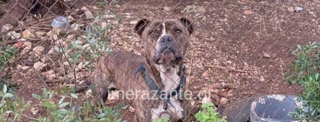 ΜΑΘΕΥΤΗΚΕ ΤΙ ΕΚΑΝΑΝ ΣΤΟ ΠΙΤΜΠΟΥΛ ΣΤΗ ΖΑΚΥΝΘΟ