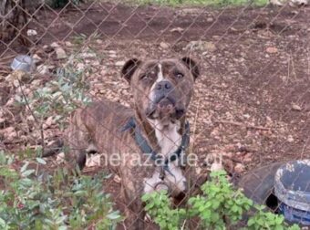 Ζάκυνθος: Μόλις μαθεύτnκε για το πιτμπουλ