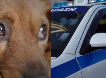 Φρικτή κτηνωδία στη Θεσσαλονίκη! Ούρλιαζε από τον φόβο “Τι κάνεις εκεί;”