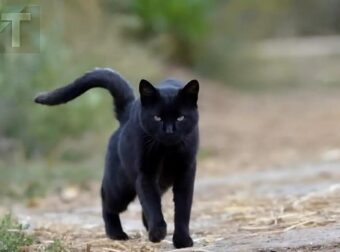 Όταν μια μαύρη γάτα μπαίνει στο σπίτι σας, να τι πραγματικά σημαίνει