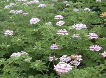 Αμαρόριζα: Η θαuματουργή ρίζα για τα νεύρα και την χοληστερίνη