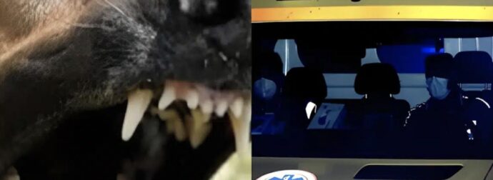 Της επιτέθηκε σκύλος και της έκοψε δύο δάχτυλα – Νύχτα τρόμου ανήμερα τα Χριστούγεννα