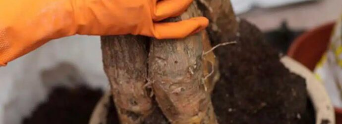 Αυτό το φυτό είναι το δημοφιλέστερο για το 2026 – Φέρνει θετική ενέργεια και στιλ στο σπίτι