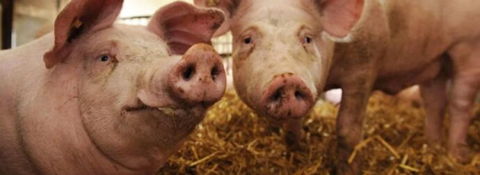 Γιατί οι Εβραίοι και οι μουσουλμάνοι δεν τρώνε χοιρινό;