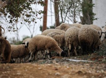 Πιερία: Κτηνοτρόφος βρέθηκε κρεμασμένος – Είχαν θανατωθεί 1.000 πρόβατά του την περασμένη βδομάδα