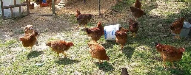 Φpίκη: Άνδρας κακοποıούσε σeξουαλικά τις κότες του στο υπόγειο του