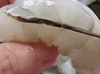 ΤΙ ΕΙΝΑΙ Η «ΜΑΥΡΗ ΦΛΕΒΑ» ΤΗΣ ΓΑΡΙΔΑΣ ΚΑΙ ΤΙ ΣΥΜΒΑΙΝΕΙ ΑΝ ΤΗΝ ΦΑΤΕ;