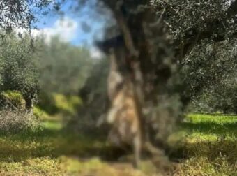 Φρίκη στη Μεσσηνία: Σκύλος βρέθηκε κρεμασμένος από δέντρο (σκληρές εικόνες)