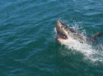 ΣΟΚ: ΝΕΚΡΟΣ 13ΧΡΟΝΟΣ – ΕΦΥΓΕ ΚΡΥΦΑ ΑΠΟ ΤΟ ΣΠΙΤΙ ΤΟΥ ΝΑ ΚΟΛΥΜΠΗΣΕΙ ΚΑΙ ΤΟΝ ΚΑΤΑΣΠΑΡΑΞΕ ΚΑΡΧΑΡΙΑΣ