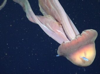 Δύτες είδαν μπροστά τους μέδουσα σε μέγεθος λεωφορείου