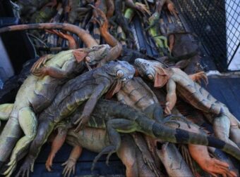 Φλόριντα: Δεν πιστεύουν στα μάτια τους οι κάτοικοι πασίγνωστης πόλης – Βρέχει ιγκουάνα  και σαύρες – Έχουν γεμίσει οι αυλές και οι δρόμοι