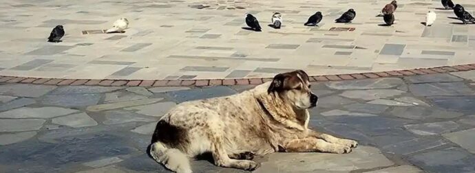 Η Χαλκίδα θα φτιάξει άγαλμα για τον Τάσο που ένωσε μια ολόκληρη πόλη.