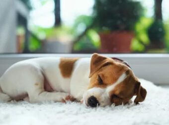 Φρίκη στην Καρδίτσα: Κακοποίησαν θηλυκό κουτάβι