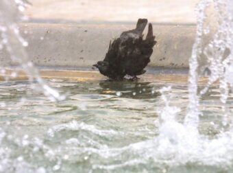 ΚΑΛΛΙΘΕΑ: ΜΑΘΕΥΤΗΚΕ ΓΙΑ ΤΗΝ ΜΙΚΡΟΥΛΑ ΠΟΥ ΕΠΕΣΕ ΣΤΟ ΣΥΝΤΡΙΒΑΝΙ – ΤΙ ΒΡΗΚΑΝ ΣΤΟΝ ΕΓΚΕΦΑΛΟ ΤΗΣ