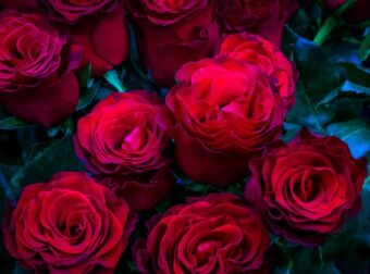 Αν σας πήραν λουλούδια, χθες, του Αγίου Βαλεντίνου… βγάλτε τα αμέσως στο μπαλκόνι: Δείτε γιατί