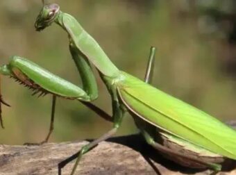 Όταν αυτό το έντομο προσγείωνεται πάνω σας, να τι θέλει να πει το σύμπαν