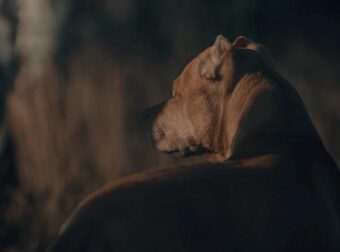 Τον έφαγαν τα σκυλιά του: Νεκρός 52χρονος, είχε τον πιο Tpαγικό θάνατο μέσα στο σπίτι του