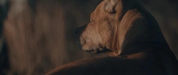 Τον έφαγαν τα σκυλιά του: Νεκρός 52χρονος, είχε τον πιο Tpαγικό θάνατο μέσα στο σπίτι του