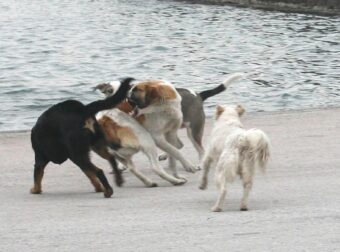 Την κατασπάραξαν: Αυτή είναι η άτυχη 17χρονη μαθήτρια που της επιτέθηκε αγέλη σκύλων στην γειτονιά της