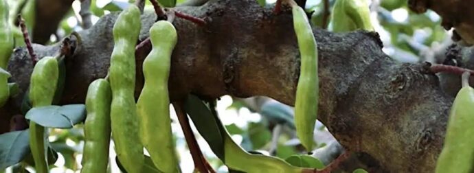 Η τροφή της κατοχής, κορυφαία πηγή ασβεστίου και σιδήρου, που ρίχνει σάκχαρο και χοληστερόλη και διατηρεί τα οστά γερά