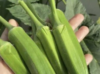 Οι γιατροί αποκαλύπτουν ότι η κατανάλωση μπαμιών προκαλεί…