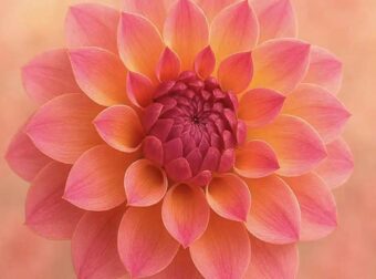 Το λουλούδι που αντιστοιχεί στο μήνα που γεννήθηκατε και τι συμβολίζει