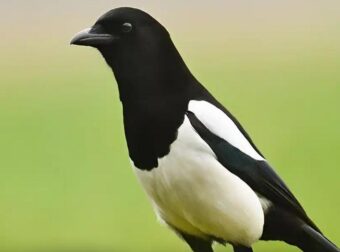 ΔΕΝ ΕΙΝΑΙ ΤΥΧΑΙΟ – Η παρουσία μιας καρακάξας κοντά στο σπίτι σας έχει συγκεκριμένο νόημα. Να τι σημαίνει