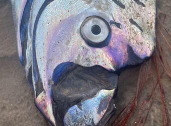 Μεξικό: Ξεβράστηκε αυτό το ψάρι που είναι οιωνός για μεγάλο σεισμό