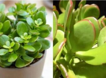 Τραβάει την τύχη σαν μαγνήτης: Το φuτό που θα αλλάξει την τύχη σου με το που θα το βάλεις σπίτι σου