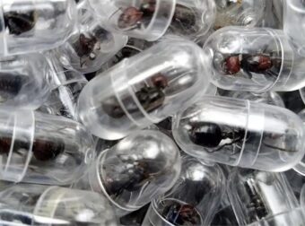 Σ0k στο Αεροδρόμιο Τώρα: Σύλληψη Κινέζου με 2.238 Μυρμήγκια σε Κάψουλες