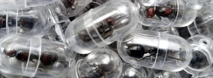 Σ0k στο Αεροδρόμιο Τώρα: Σύλληψη Κινέζου με 2.238 Μυρμήγκια σε Κάψουλες