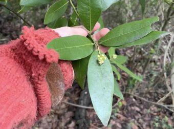 Το «βότανο της χριστιανοσύνης» που αντιμετωπίζει τις πέτρες στα νεφρά και τον διαβήτη και βελτιώνει τη μνήμη