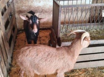 Απίστευτα πράγματα στους Αμπελόκηπους: Είχε στην ταράτσα του… 31 κοτόπουλα και 10 πτηνά, 10 κατσίκες και 3 ερίφια