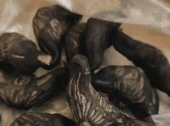 Ο γείτονας μου έδωσε μια σακούλα από αυτά. ξέρει κανείς τι είναι