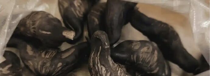 Ο γείτονας μου έδωσε μια σακούλα από αυτά. ξέρει κανείς τι είναι