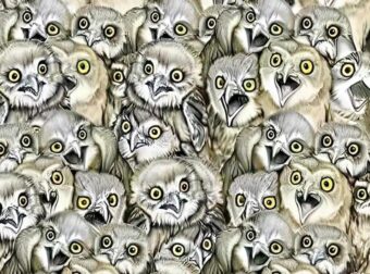 Βρες τη γάτα ανάμεσα στις κουκουβάγιες: Το τεστ παρατηρητικότητας που λίγοι λύνουν